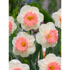 Нарцис/ Narcissi trumpet Pink Parasol - 1 бр.