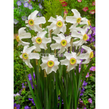 Нарцис/ Narcissus Poeticus Recurvus - 1 бр.