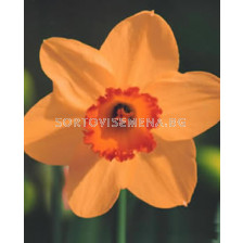 Нарцис (Narcissus) Altruist