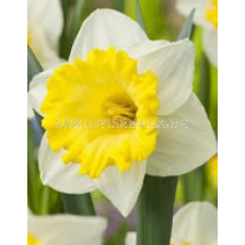 Нарцис (Narcissus) Finland