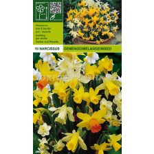 Нарцис Botanical (пакет - 10 луковици)