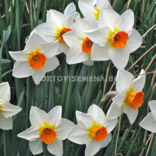 Нарцис Geranium - Narcissus Geranium