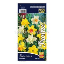 Нарцис (Narcissus) Large Cupped Mix 