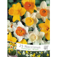 Нарцис (Narcissus) Mix Луличка - (25 луковици)