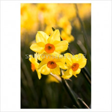 Нарцис (Narcissus) Multiflora Hoopoe - (по няколко цвята на дръжка)