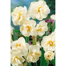 Нарцис (Narcissus) Multiflora Sir Whinston Churchill - (по няколко цвята на дръжка)