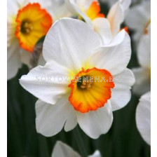 Нарцис (Narcissus) Large-cupped Flower Record