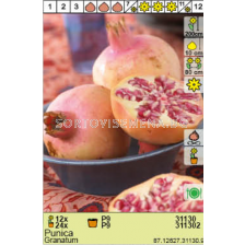 Нар /Punica Granatum - 1 брой