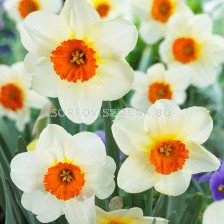 Нарцис/ Narcissus Barrett Browning - 1 бр.