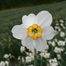 Нарцис small-cupped Goose Green - 1 бр.