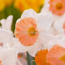 Нарцис /Narcissi 'Chromacolor'/ 1 бр