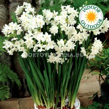 Нарцис /Narciss 'Paperwhite Grandiflora'/ 1 бр
