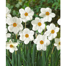Нарцис (Narcissus) Poeticus Actaea
