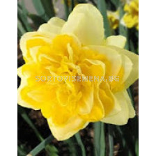 Нарцис (Narcissus) Sweet Pomponette