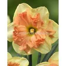 Нарцис (Narcissus) Vanilla Peach