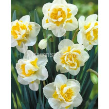 Нарцис (Narcissus) Double Flower Drift