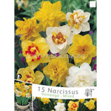 Нарцис (Narcissus) Double Mix - (15 луковици)
