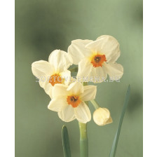 Нарцис (Narcissus) Multiflora Cragford (по няколко цвята на дръжка)