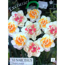 Нарцис (Narcissus) Perfect Match (10 луковици)