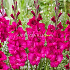 Гладиол/ Gladiolus large-flowered 'Natan' 12/14 - 1 бр.
