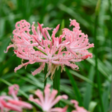 Нерине / Nerine  'Flugel' / 1 бр 