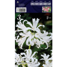 Нерине Бяло - Nerine White
