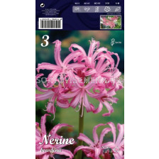 Нерине Розово - Nerine Pink