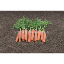Семена моркови НЕБИДА (Nebida F1) фракция  2.0 - 2.2 mm. BJ