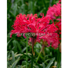 Нерине Nerine Pearls of cherry 1 бр