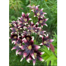 Лилиум Netty's Pride/ Lilium asiatic - 1 брой