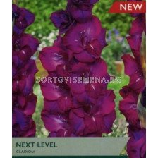 Гладиол/ Gladiolus large-flowered 'Next Level' 12/14 - 1 бр.