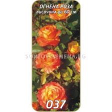 Нискостъблена роза 037