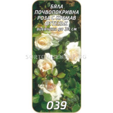 Нискостъблена роза 039