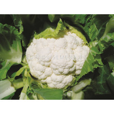 Семена карфиол Сеул F1 - 2500 с.