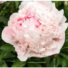 Божур/ LACTIFLORA PAEONIA Nick Shaylor - 1 бр.