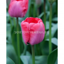 Лале/ Tulip darwin hybrid Niigata - 1 бр.