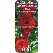 Нискостъблена роза 030