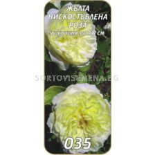 Нискостъблена роза 035