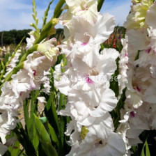 Гладиол/ Gladiolus large-flowered Norma Jean 12/14 - 1 бр.