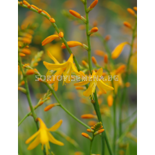 Крокосмия Norwich Canary/ Crocosmia crocosmiiflora - 1 брой