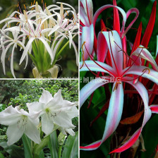 Кринум микс / Crinum mix / 5 бр 