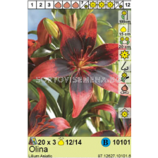 Лилиум Olina/ Lilium  - 1 опаковка - 3 броя