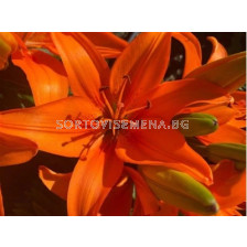 Лилиум азиатски Orange Matrix'/ Lilium asiatic 'Orange Matrix' - 1бр