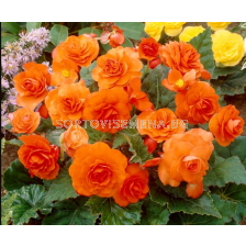 Бегония мултифлора оранжева - Begonia multiflora maxima orange - 1 брой