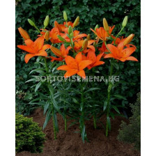 Лилиум  / Lilium asiatic 'Orange Ton' / 1 бр