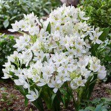 Гарвански лук /Ornithogalum White Trophy / 1 бр