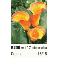 Кала Orange/ Zantedeschia  - 1 бр.