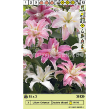 Лилиум ориентал микс/ Lilium Oriental Double Mixed - 1 опаковка - 3 броя