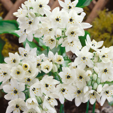 Гарвански лук /Ornithogalum saundersiae / 1 бр