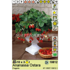 ягоди Ostara - 3 коренища - sortovisemena.bg ягоди Ostara - 3 коренища